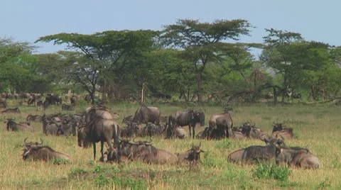 Wildebeest migraton Stock Footage 10717497
