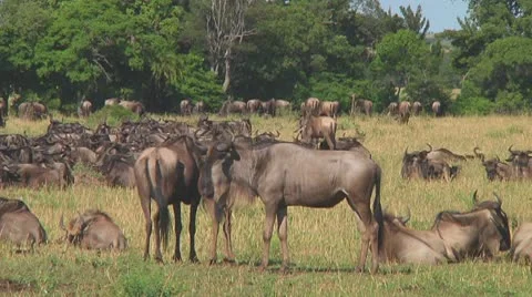 Wildebeest migraton Stock Footage 10717500