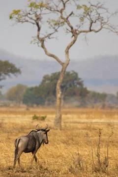 Wildebeest in Mikumi Stock Photos