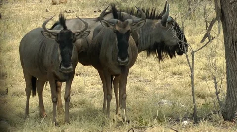 Wildebeest, namibia Stock Footage 55588165