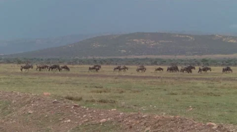 Wildebeest Non-conformist Stock Footage 8694443