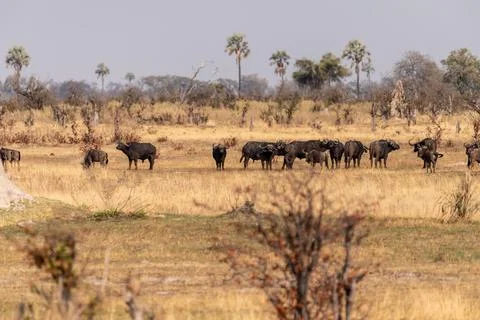 Wildebeest in the Okavango Delta Stock Photos
