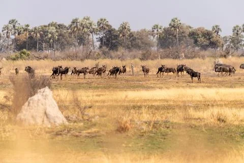 Wildebeest in the Okavango Delta Stock Photos