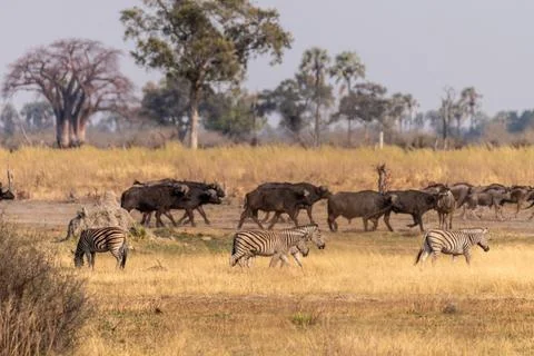 Wildebeest in the Okavango Delta Stock Photos