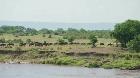 Wildebeest or gnu walking by famous Mara River in Serengeti National Park Stock Footage 304175909