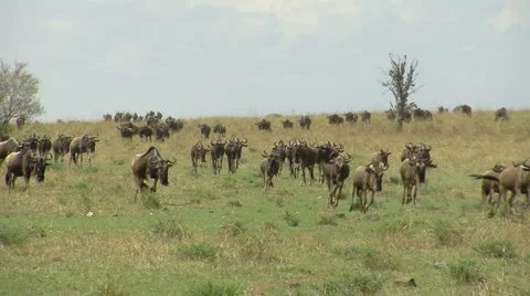 Wildebeest P1 Stock Footage 1003528
