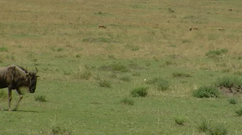 Wildebeest P3 Stockbeeldmateriaal 1004070