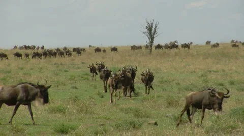 Wildebeest P4 Stockbeeldmateriaal 1004122