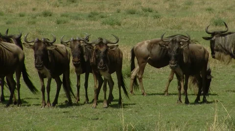 Wildebeest P5 Stock Footage 1004013