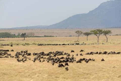 Wildebeest pack during great migration, Masaimara, Africa Stock Photos