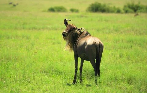 Wildebeest Stock Photos