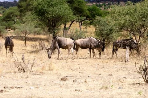 Wildebeest 스톡 사진