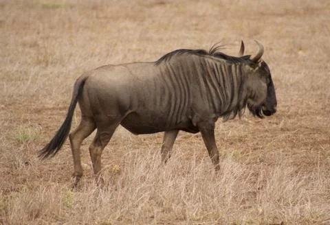 Wildebeest Stock Photos