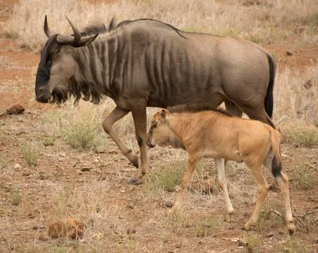 WILDEBEEST Stockfoto's