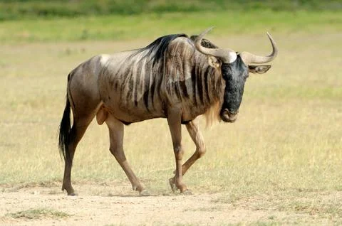 Wildebeest 写真素材