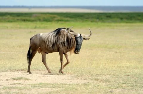 Wildebeest 写真素材