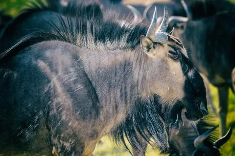 Wildebeest Stock Photos