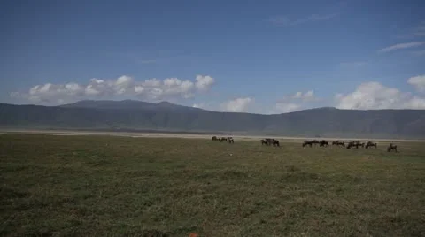 Wildebeest on plains. Stock Footage 11291024