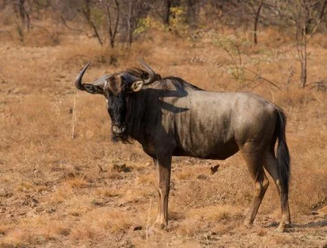 Wildebeest portrait Stock Photos