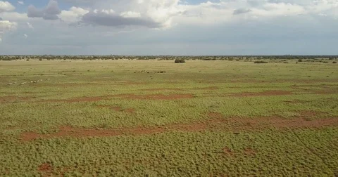 Wildebeest predators  Vídeo Stock 81981536