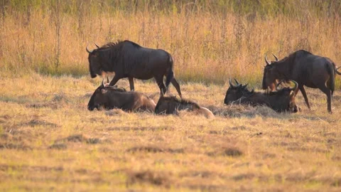 Wildebeest Relaxing Stockbeeldmateriaal 339895623