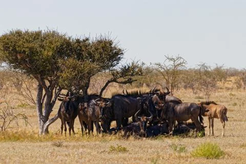 Wildebeest at rest Stock-Fotos