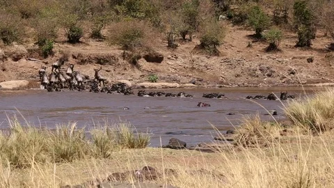 Wildebeest  River Crossing. Stock Footage 69871036
