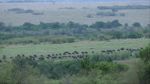 Wildebeest Roaming Stock Footage 31506191