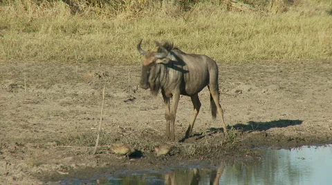 Wildebeest rolling in mud 스톡 동영상 483908