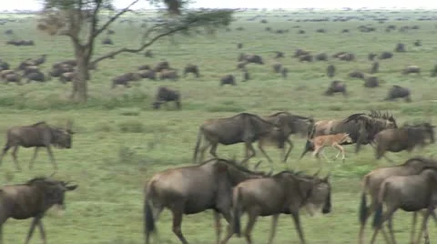 WILDEBEEST RUN WITH CALVES Video stock 20602608
