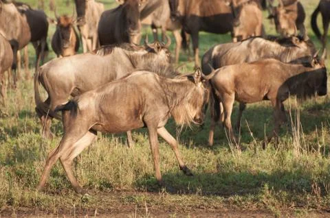 Wildebeest on the run Stock Photos