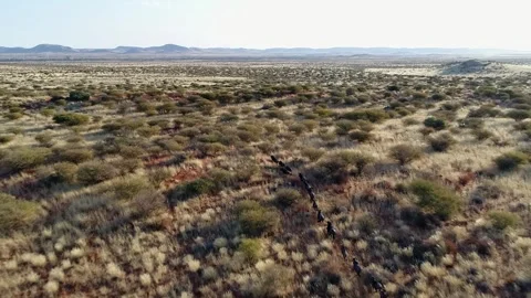 Wildebeest run in slo mo through open tall grass savanna, aerial view Stock-Footage 331108200