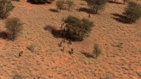 Wildebeest Running, Ariel Shot Video stock 69898005