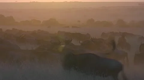 Wildebeest running with dust nicely lit as the sun goes down - Part 1 Stock Footage 22223087