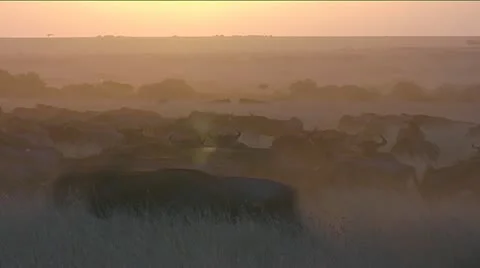 Wildebeest running with dust nicely lit as the sun goes down - Part 2 Stock Footage 22223094