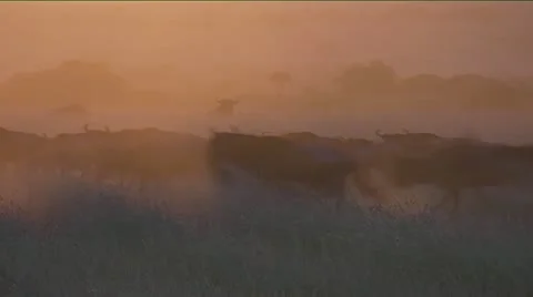 Wildebeest running with dust nicely lit as the sun goes down - Part 6 Stock Footage 22225623
