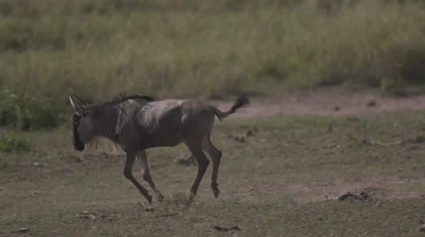 Wildebeest running  Stock Footage 33531389