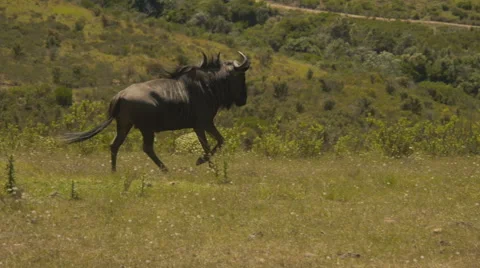 Wildebeest running at a Game Reserve in South Africa. Stock Footage