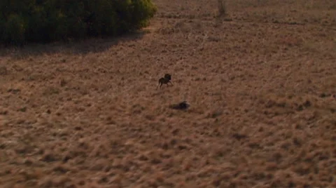 Wildebeest running in grassland of ranch Stock Footage 54591047