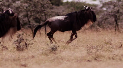Wildebeest Running in Masai Mara Stock Footage 41604322