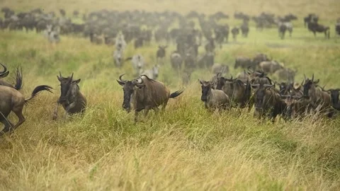 Wildebeest running through the Savannah during the great migration. Stock-Footage 332411380