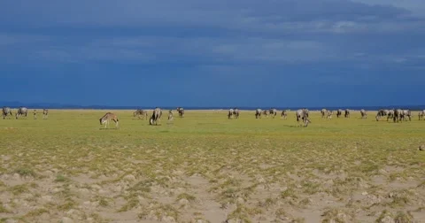 Wildebeest Scenic Stock Footage 60603871