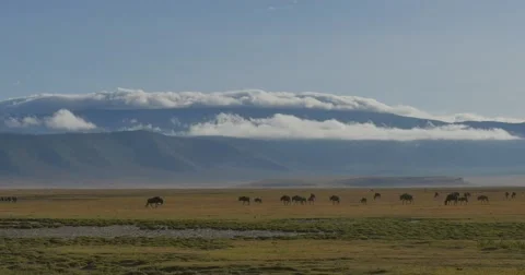 Wildebeest Scenic Stock Footage 60604010