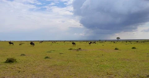 Wildebeest Scenic Stock Footage 60604284