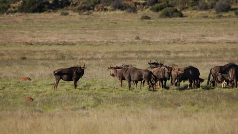 A Wildebeest Shaking Its Head In Front Of Its Herd In Slow Motion, Wide Shot 스톡 동영상 307710134