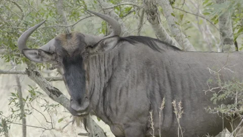 Wildebeest Side Profile Close Up in Trees Stock Footage 277582171