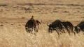 Wildebeest Slomo Herd in Yellow Grass 02 GFHD HD Footage