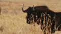 Wildebeest Slomo Walking MS GFHD HD Footage