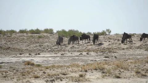 Wildebeest, slow motion Stockbeeldmateriaal 116239490