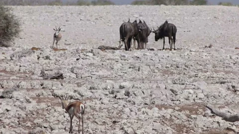 Wildebeest, slow motion Video stock 116258354